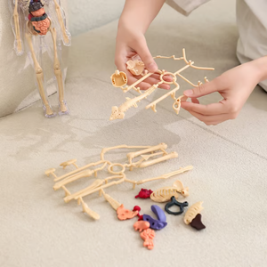 Clear Human Body Structure Model