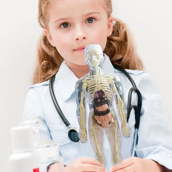 Clear Human Body Structure Model